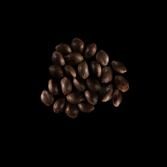 Amnesia Dream XL Auto – 25 Seeds
