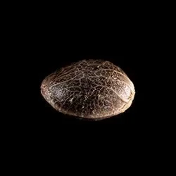 BCN Diesel CBD – 1 Seed