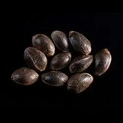 BCN Diesel CBD – 10+3 Seeds