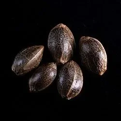 BCN Diesel CBD – 5+2 Seeds