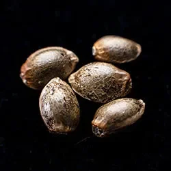 Candy Cream Go Fast – 5+2 Seed