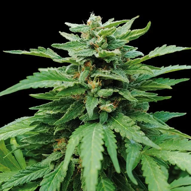 Caribbean Mango