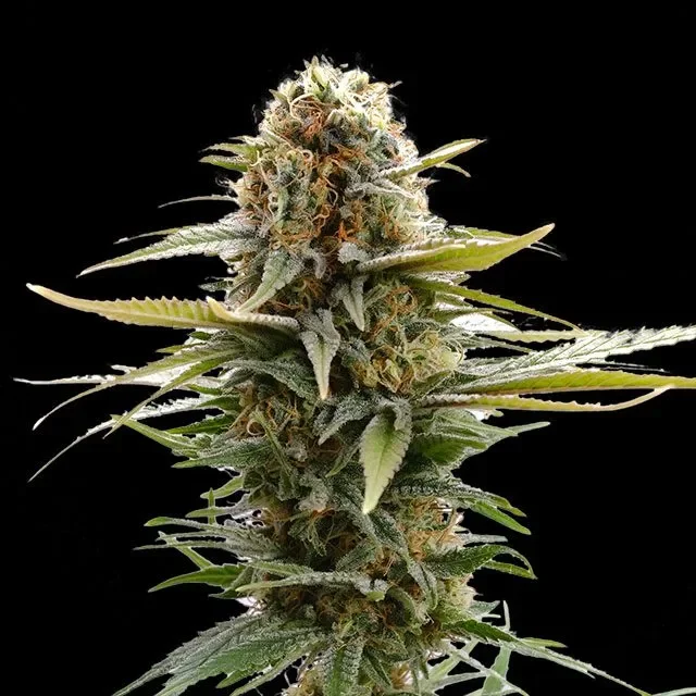 GSC