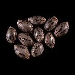 Hellfire OG – 10+3 Seed