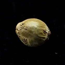 Moby Dick – 1 Seed