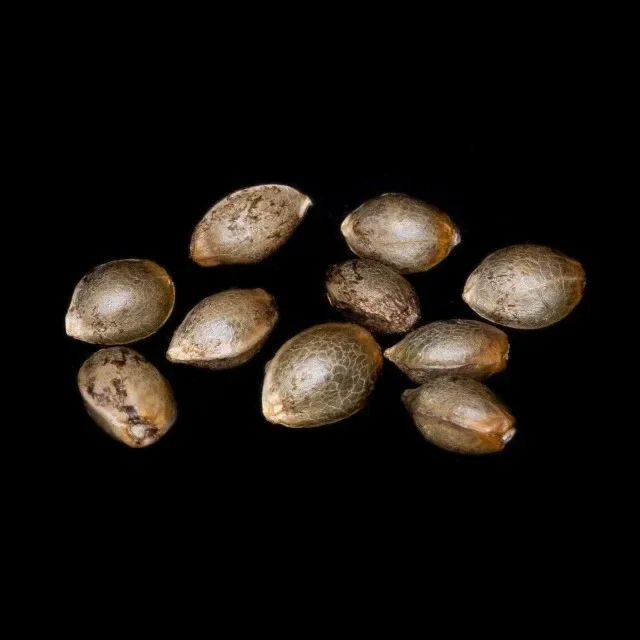 Pure Skunk Go Fast – 10+3 Seed