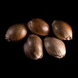 Purple Kush – 5+2 Seed
