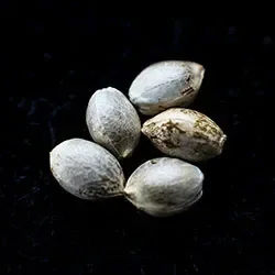 Runtz Auto – 5+2 Seed